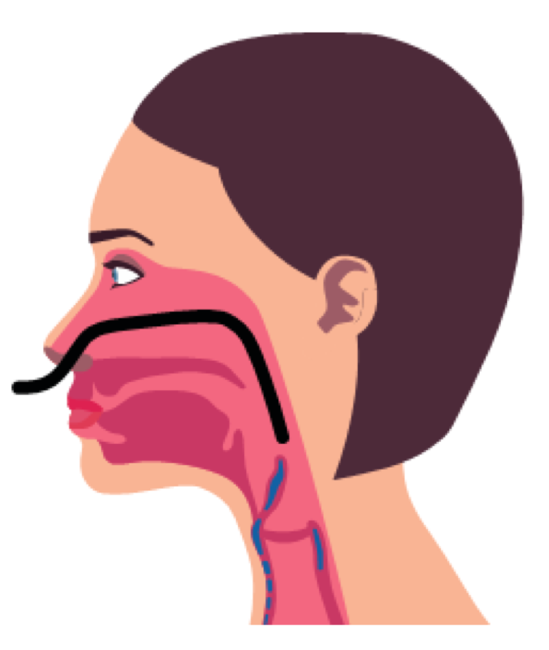 Nasal endoscopy diagram